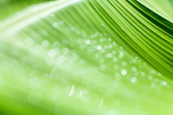 Fundo bonito bokeh - Gotas de água na banana verde le — Fotografia de Stock