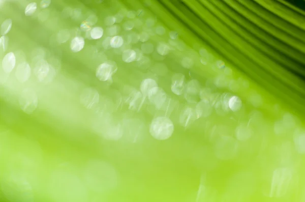 Yeşil muz yaprağına güzel bokeh arka plan - su damlaları. — Stok fotoğraf