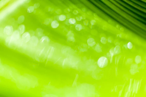 Fundo bonito bokeh - Gotas de água na folha de banana verde . — Fotografia de Stock