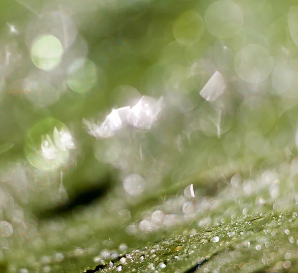 Hermoso fondo bokeh - Gotas de agua en el plátano verde le —  Fotos de Stock