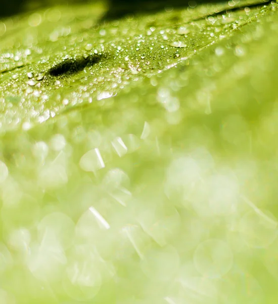 Hermoso fondo bokeh - Gotas de agua en el plátano verde le —  Fotos de Stock