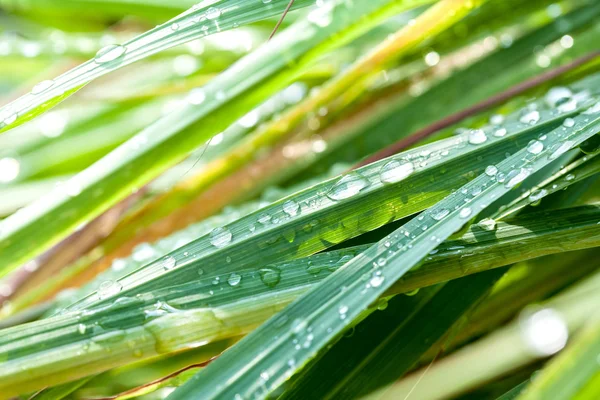 Schöne grüne Zitronengras Blatt Hintergrund mit Wassertropfen. — Stockfoto