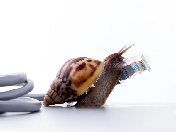 Salyangoz yavaş Internet gerekçesini için rj45 Bağlayıcısı sembolik fotoğraf ile