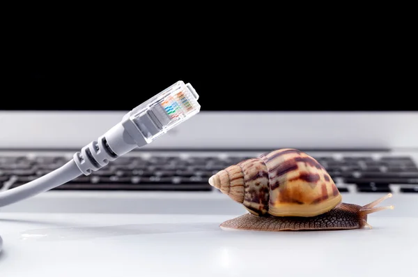 Schnecke mit rj45-Stecker Symbolfoto für langsames Internet — Stockfoto