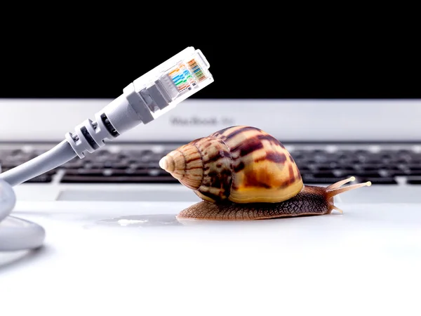 Schnecke mit rj45-Stecker Symbolfoto für langsames Internet — Stockfoto