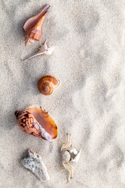 Conchas do mar, estrelas do mar e caranguejo na areia da praia para o verão e praia — Fotografia de Stock