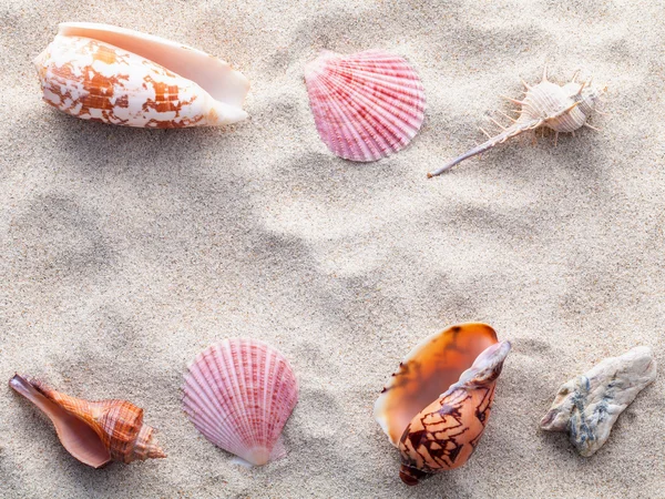 Mořské mušle, hvězdice a krab na pláži písku pro letní a plážové — Stock fotografie