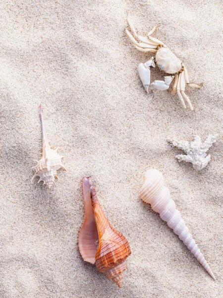 Conchas do mar, estrelas do mar e caranguejo na areia da praia para o verão e praia — Fotografia de Stock