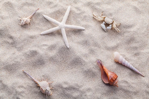 Mořské mušle, hvězdice a krab na pláži písku pro letní a plážové — Stock fotografie