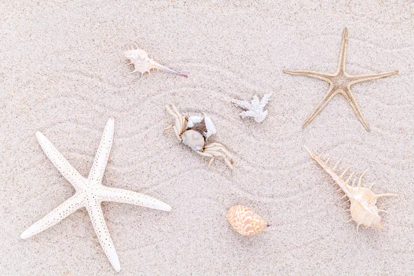 Conchiglie, stelle marine e granchi sulla sabbia della spiaggia per l'estate e la spiaggia — Foto Stock