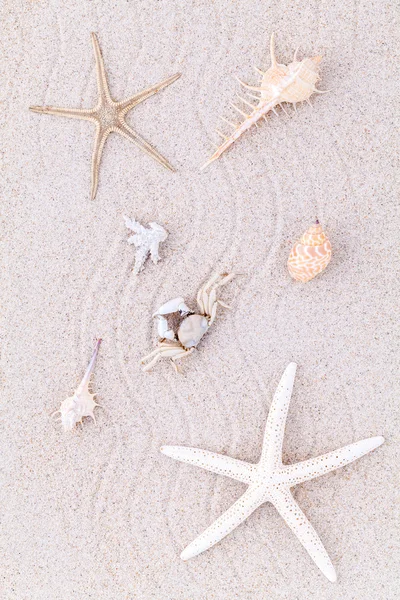 Conchas do mar, estrelas do mar e caranguejo na areia da praia para o verão e praia — Fotografia de Stock