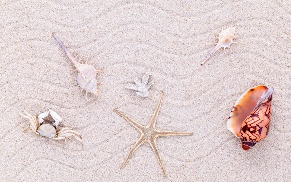 Conchas do mar, estrelas do mar e caranguejo na areia da praia para o verão e praia — Fotografia de Stock