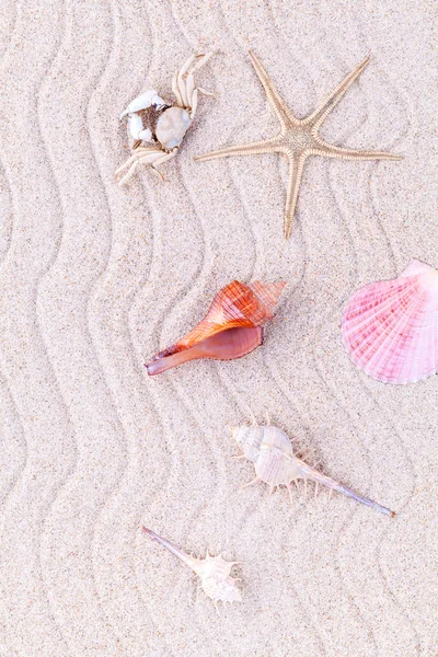 Conchas do mar, estrelas do mar e caranguejo na areia da praia para o verão e praia — Fotografia de Stock