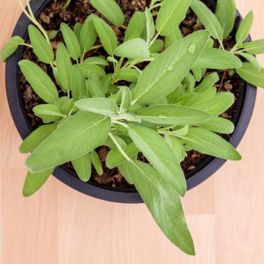 Alternatif Akdeniz şifalı bitkiler Salvia officinalis veya