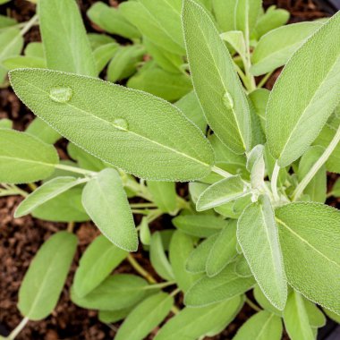 Alternatif Akdeniz şifalı bitkiler Salvia officinalis veya