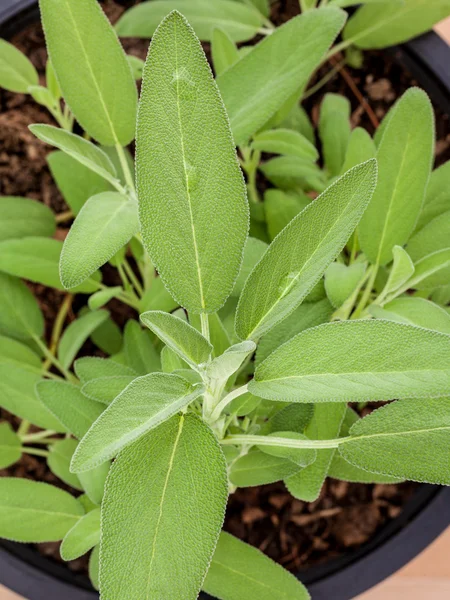 Alternatywne śródziemnomorskich roślin leczniczych Salvia officinalis lub — Zdjęcie stockowe
