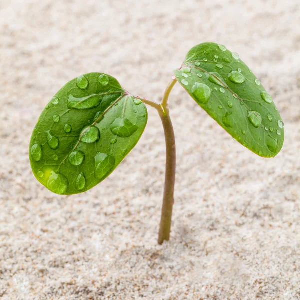 Feche a gota de chuva na planta jovem que cresce na primavera. o mendigo — Fotografia de Stock