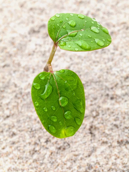 Feche a gota de chuva na planta jovem que cresce na primavera. o mendigo — Fotografia de Stock