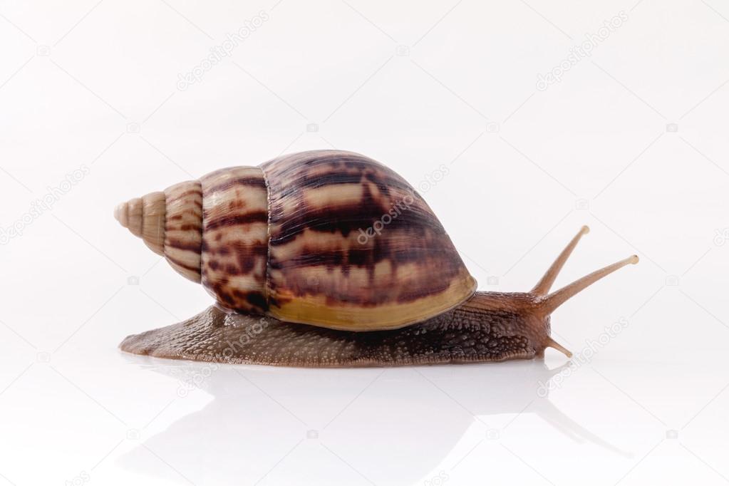 Closeup of garden snail isolate on white background .