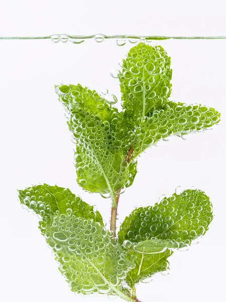 Cóctel Mojito con hojas de menta fresca aisladas en backgro blanco — Foto de Stock