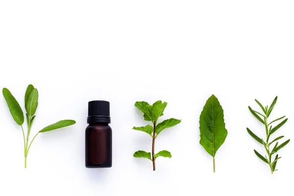 Bottiglia di olio essenziale con foglie di basilico santo alle erbe, rosmarino, oreg — Foto Stock
