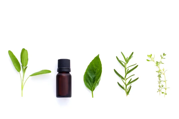 Bottle of essential oil with herb holy basil leaf, rosemary,oreg — Stock Photo, Image