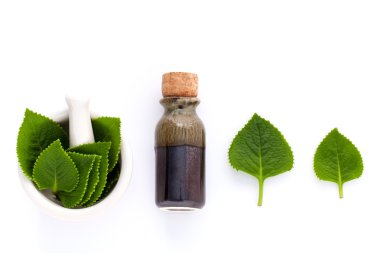Ülke hodan, Hint hodan, Coleus amboinicus Lour beyaz m ile
