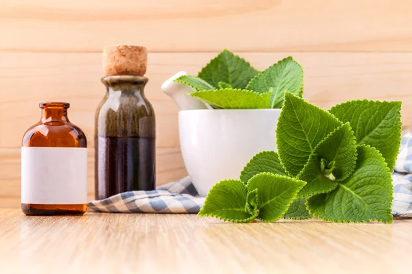 Country Borage,Indian Borage,Coleus amboinicus Lour with white m — Stock Photo, Image