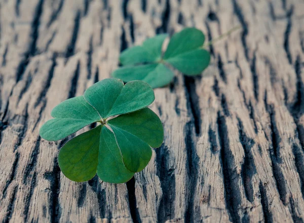 Closeup clovers leaves  setup on wooden background. — Stock Photo, Image
