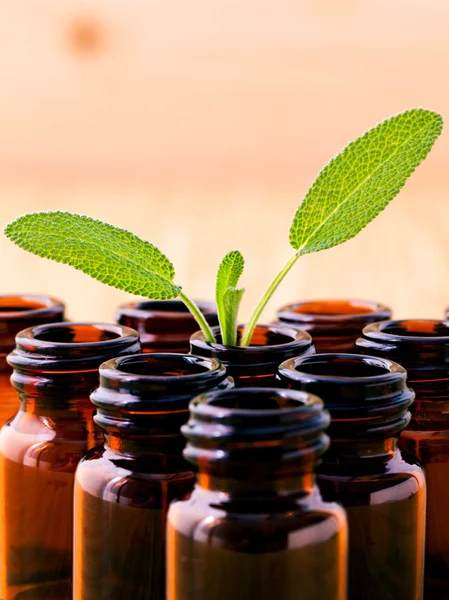 Přírodní přísady Spa šalvěj esenciální olej pro aromaterapii s — Stock fotografie