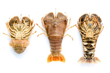Flathead lobster, Lobster Moreton Bay bug, Oriental flathead lob clipart
