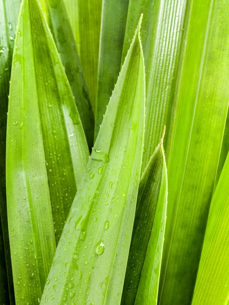 Thai herbal összetevők gyógyfürdők pandanus levél, édes és földes aromája — Stock Fotó