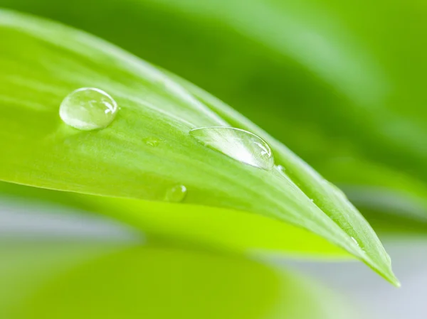 Closeup vody umístit na Pandanus Palm, voňavé Pandan, Pandom wa — Stock fotografie