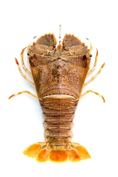 Flathead lobster, Lobster Moreton Bay bug, Oriental flathead lob — Stok Foto