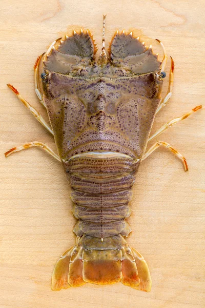 Raw Flathead lobster, Lobster Moreton Bay bug, Oriental flathead — Stock Photo, Image