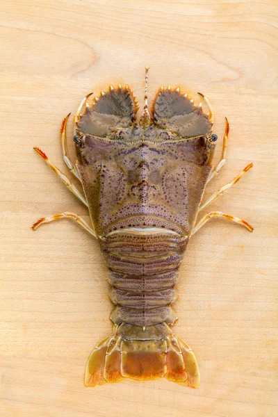 Raw Flathead lobster, Lobster Moreton Bay bug, Oriental flathead — Stok Foto