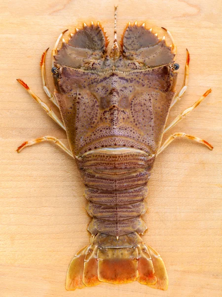 Raw Flathead lobster, Lobster Moreton Bay bug, Oriental flathead — Stok Foto