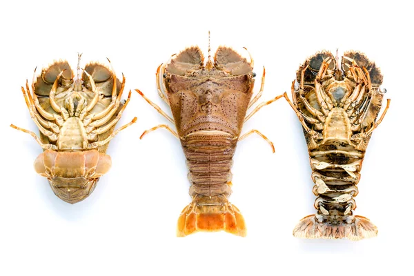 Langosta de cabeza plana, Lobster Moreton Bay bug, Oriental flathead lob — Foto de Stock
