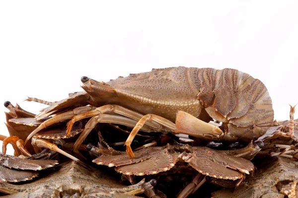 Langosta de cabeza plana, Lobster Moreton Bay bug, Oriental flathead lob —  Fotos de Stock