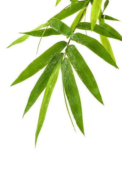 Frische Bambusblätter Rand mit Wassertropfen isoliert auf weißem Bac — Stockfoto