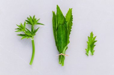 Culantro, Long coriander, Sawtooth coriander . clipart