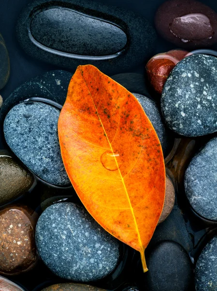 Na podzim, na podzim a zen jako pojmy oranžové nechat na podzim. — Stock fotografie