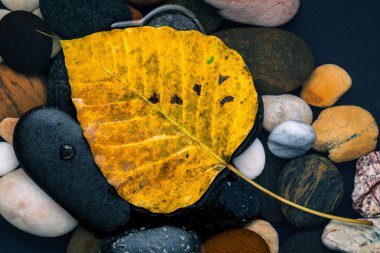 Nehri üzerinde düşen sarı bodhi yaprakları zen stone ve huzurlu.