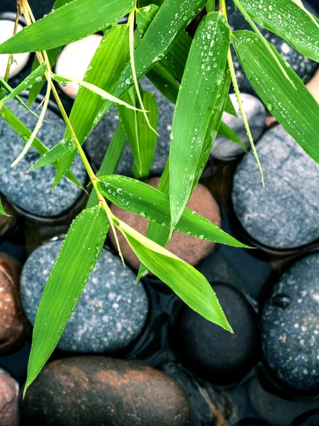 A River Stones Spa kezelés jelenet és bambusz levelek . — Stock Fotó