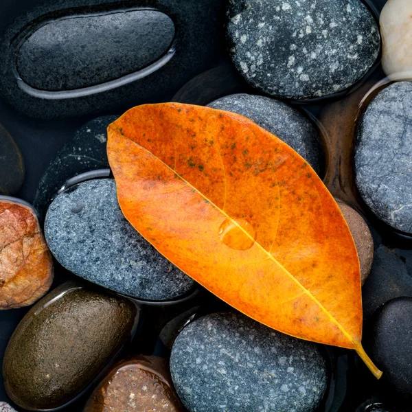 Na podzim, na podzim a zen jako pojmy oranžové nechat na podzim. — Stock fotografie