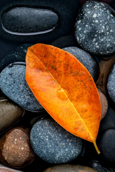 Na podzim, na podzim a zen jako pojmy oranžové nechat na podzim. — Stock fotografie