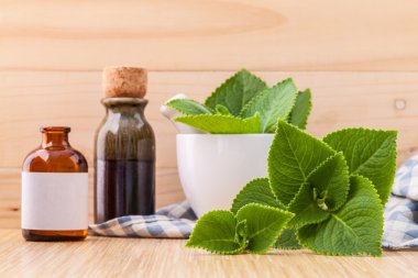 Ülke hodan, Hint hodan, Coleus amboinicus Lour beyaz m ile