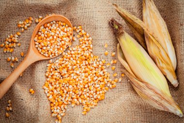 Grains of ripe corn in the wooden spoon with dried sweet corn on