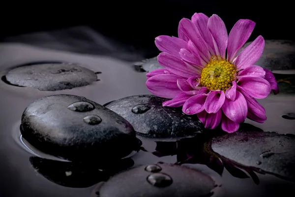 The flower on river stones spa treatment scene on black backgrou — Stock Photo, Image
