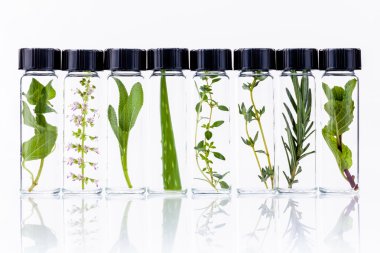Bottle of essential oil with herb holy basil flowers, rosemary,o